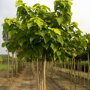 Gouden trompetboom (Catalpa bignonioides 'Aurea')